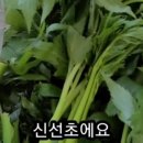 파머씨네