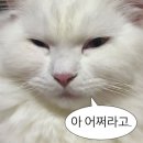 용인 한국민속촌 예매 숙박 야간개장 공연 관람 포토스팟 1박 2일 정리
