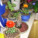 백중약국 이미지