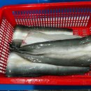 영천민물장어 이미지