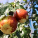 완주농장 이미지