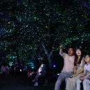 담양 반딧불 이미지