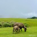 경천 목장 이미지