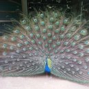 안동농원 이미지