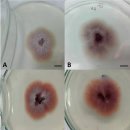 Biofloc양식 흰다리새우의 Fusarium verticillioides 이미지