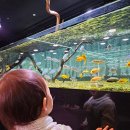 남양주 아기랑 가볼만한곳 수풀림 | 먹이주기 체험 가능한 실내 대형 아쿠아카페 (내돈내산)