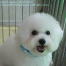 슈슈 이미지
