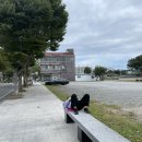 돌머리 696 이미지