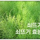 쇠뜨기 효능 총정리!이뇨작용부터 피부 개선까지, 자연에서 얻는 건강비법