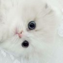 밤비노(소규모) 이미지