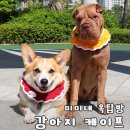 미미네강아지 이미지