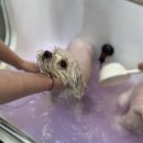 잇츠그루밍타임 서초점 네이버블로그