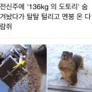 도토리