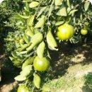 승도농장 이미지