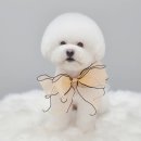 몽트라슈 이미지