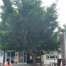 입암약수식당 이미지