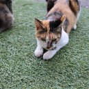 세븐일레븐 파주발랑리점 이미지