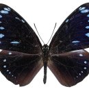 푸른줄까마귀왕나비 이미지