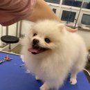 The 사랑할 개 이미지