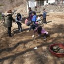 영월군 녹전초등학교 무궁화 체험학습장 만들기(3. 20) 이미지