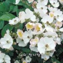 첫사랑(김순애 곡/김광협 시) 김금희 소프라노 이미지