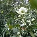 남원읍 하례1리 노인회관 인근 | [제주축제] 2024 제2회 봄꽃하영이서 귤꽃향기축제