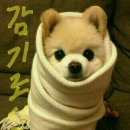 댕댕이 이미지