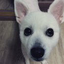 펫엘도라도 이미지