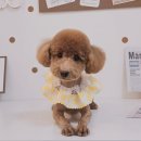 알콩달콩 애견미용실 이미지