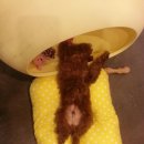 <b>누보</b>에 개구쟁이 껌딱지를 소개해요.