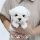 병천농장 | 병천강아지분양 식탐 많은 반려견