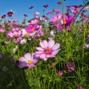 소로3-163 | 청주행사 가을축제 코스모스길 청남대호수공원 세종대왕과 초정 약수축제