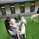 여주-0112 | [반려마루 여주] 댕스카우트 보호소 봉사활동, 따뜻한 마음으로 보호견들을 안아주다 _위드어스협동조합