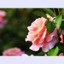 곡성-023 이미지