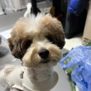 그리다 펫살롱 이미지