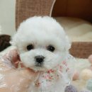 여기는 펫샵 이미지