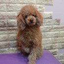 브라운 펫살롱 이미지