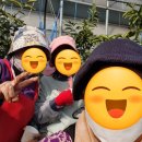성광농장 | 제주 숙마담의 쇠소깍감귤농장 가정용 천혜향10키로 가격