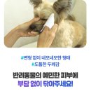 가더펫 | 강아지 물티슈 추천 띵크펫 대형 사이즈 내돈내산 찐후기
