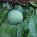 신태양농장 이미지