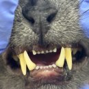 링크늘푸른동물병원 이미지