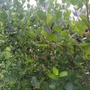 석강농장 이미지