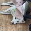 269 | 진돗개 분양후기269: 뼈 먹기 일상, 배변 봉투, 펫샵, 졸기