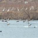 &#39;&#39;&#39;&#39;러버덕 프로젝트 인 서울 &#39;&#39;&#39;&#39; 수도권에 거주하시는분들 한번가보세요 이미지