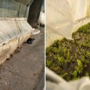 미나리광 이미지