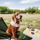 강아지소풍 이미지