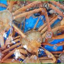 성진활어 이미지