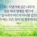 시냇가에심은나무