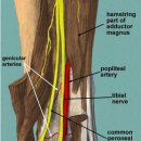 Tinnel's foot test -＞ posterior tibial nerve irritation(tarsal tunnel syndrome) 이미지