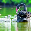 Black Swan 이미지